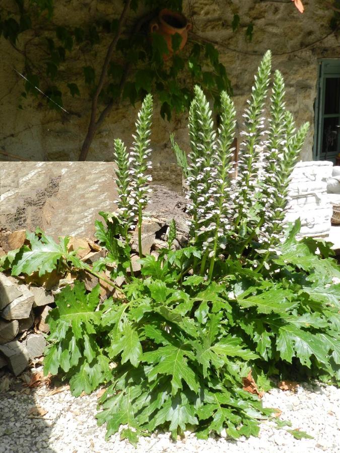 Les Acanthes Lauris エクステリア 写真